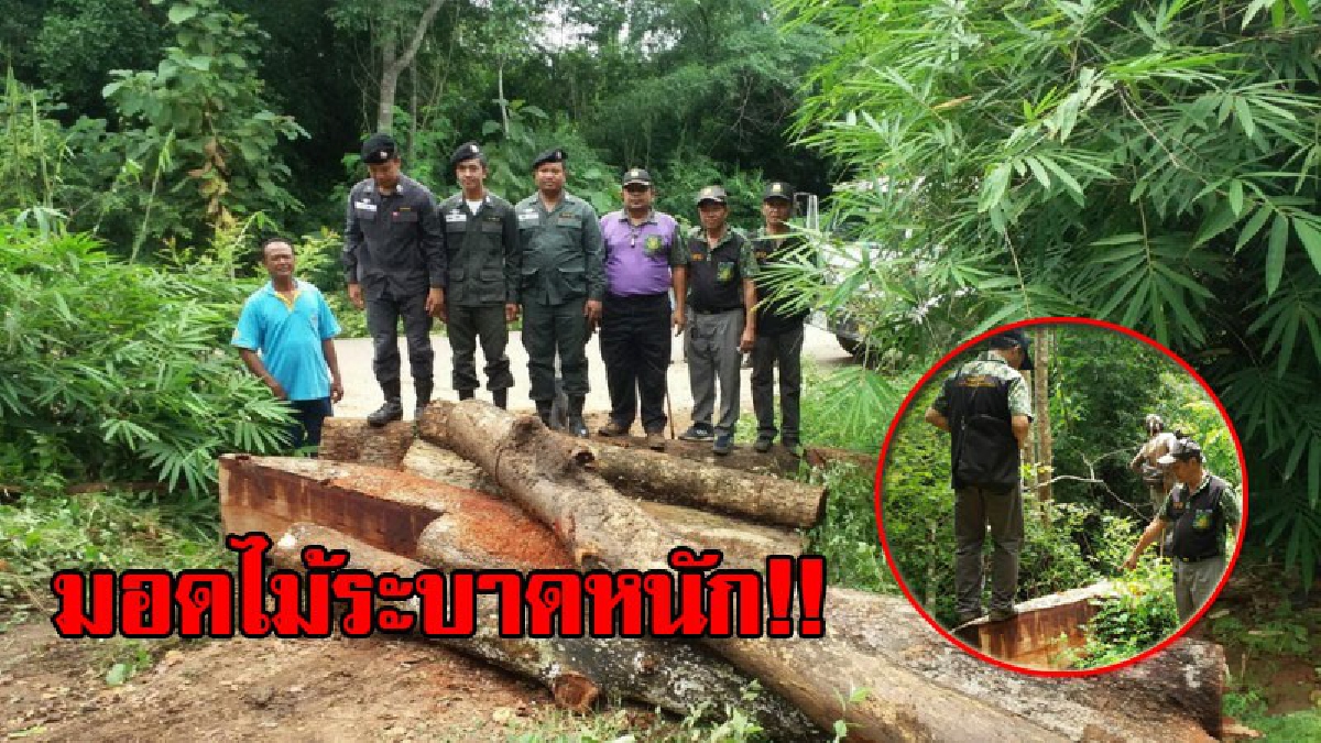 ล้างบางอย่าให้เหลือ!? หน่วยปฎิบัติการพิเศษที่13 ไทรโยค บุกยึดไม้ประดู่ ถูกโค่นตัดเป็นท่อนๆ เตรียมแปรรูปกลางป่าพุกลาง มอดไม้เผ่นหนีได้ก่อน!?