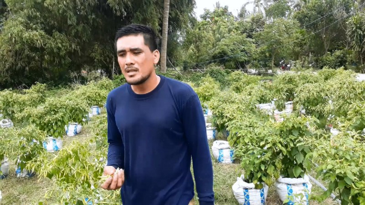พลิกวิกฤตให้เป็นโอกาส!! เกษตรกรเปลี่ยนมา ปลูกพริกในกระสอบ เตรียมพร้อมรับสถานการณ์น้ำท่วมขัง ในช่วงหน้าฝนที่กำลังจะมาถึง (มีคลิป)