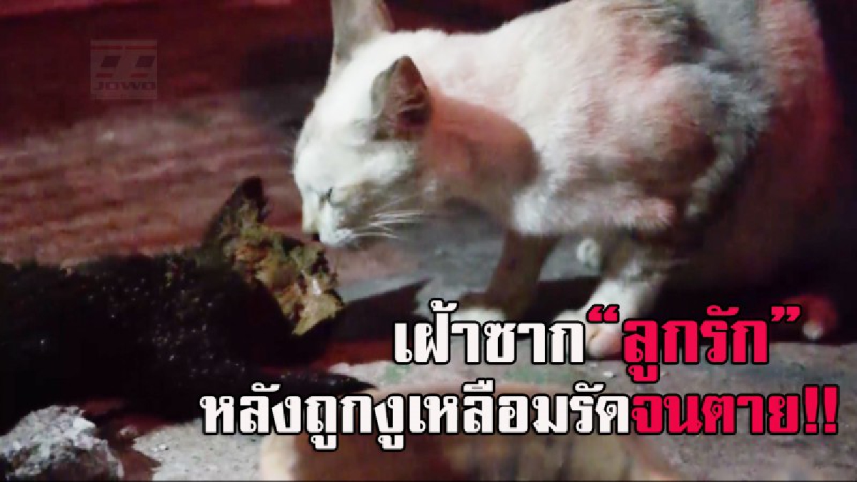 ภาพสะเทือนใจ..! แม่แมวเฝ้าศพลูกรัก หลังถูกงูเหลือมรัดจนตาย ลากไปใต้ท่อระบายน้ำเตรียมเขมือบ (ดูคลิป)