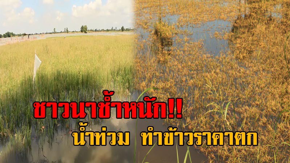 สุดช้ำระทม!! ชาวนาชุมแสงโอดครวญ หลังน้ำท่วมหนัก ต้องลุยน้ำเกี่ยวข้าว ถึงกับราคาตกจนขายไม่ได้ บางรายต้องเก็บไว้กินเอง (มีคลิป)