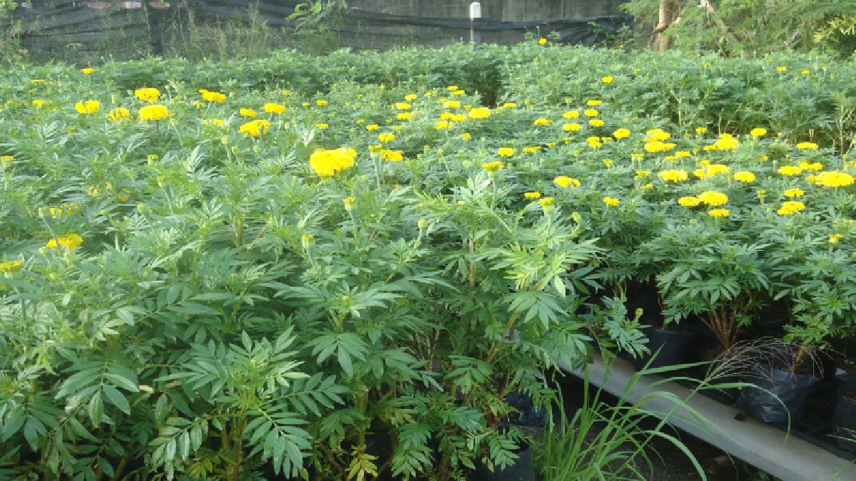 ราคาสูงปรี๊ด!! ตลาดดอกดาวเรืองสุดคึกคัก ยิ่งใกล้วันพระราชพิธี ยอดสั่งจองแต่ละร้านสูงถึง 100,000 ต้น ในขณะที่ราคาคาดเขยิบถึงต้นละ 50 บาท