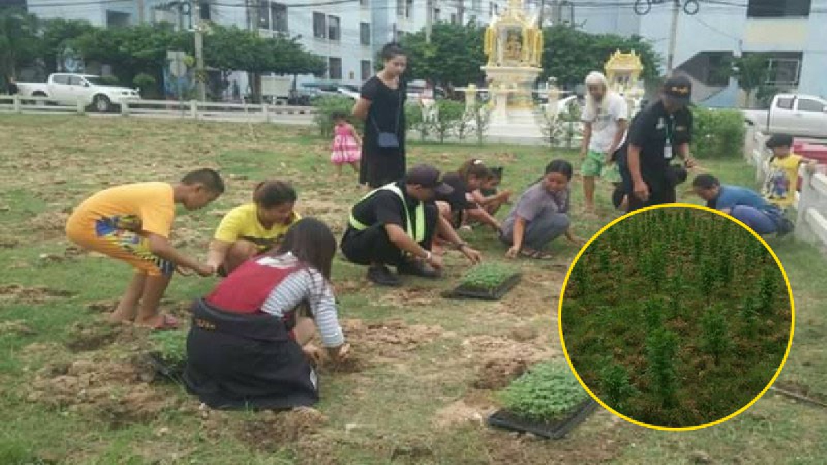 ทำด้วยใจ!! ชาวเคหะชุมชนแหลมฉบัง ร่วมร้อยดวงใจ ปลูกดอกดวงเรืองถวายพ่อหลวง หวังให้เหลืองอร่ามทันช่วงเดือนตุลาคม!! (ชมคลิป)