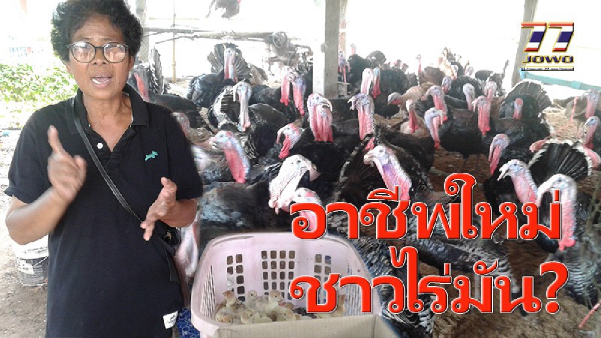 มันสำปะหลังราคาดิ่งเหว...ชาวไร่มัน ไม่ยอมแพ้ หนีความจนจับกลุ่มเพาะพันธุ์เลี้ยงไก่งวง 3 สายพันธุ์ สร้างรายได้ต่อปีมหาศาล (ดูคลิป)