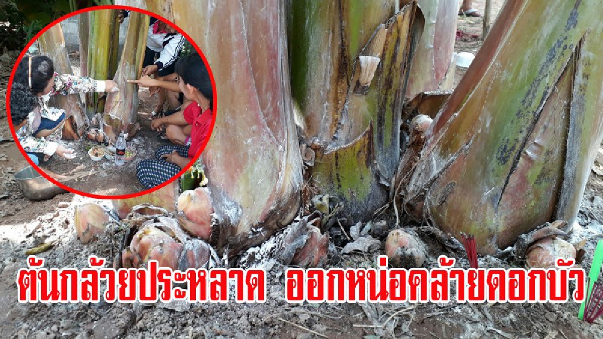 คอหวยอย่ารอช้า..ดินสอมาปากกาจด!! พบต้นกล้วยประหลาด ออกหน่อคล้ายดอกบัว กว่า30ดอก เซียนหวยแห่ดูขอโชคลาภ เชื่อให้โชค (มีคลิป)