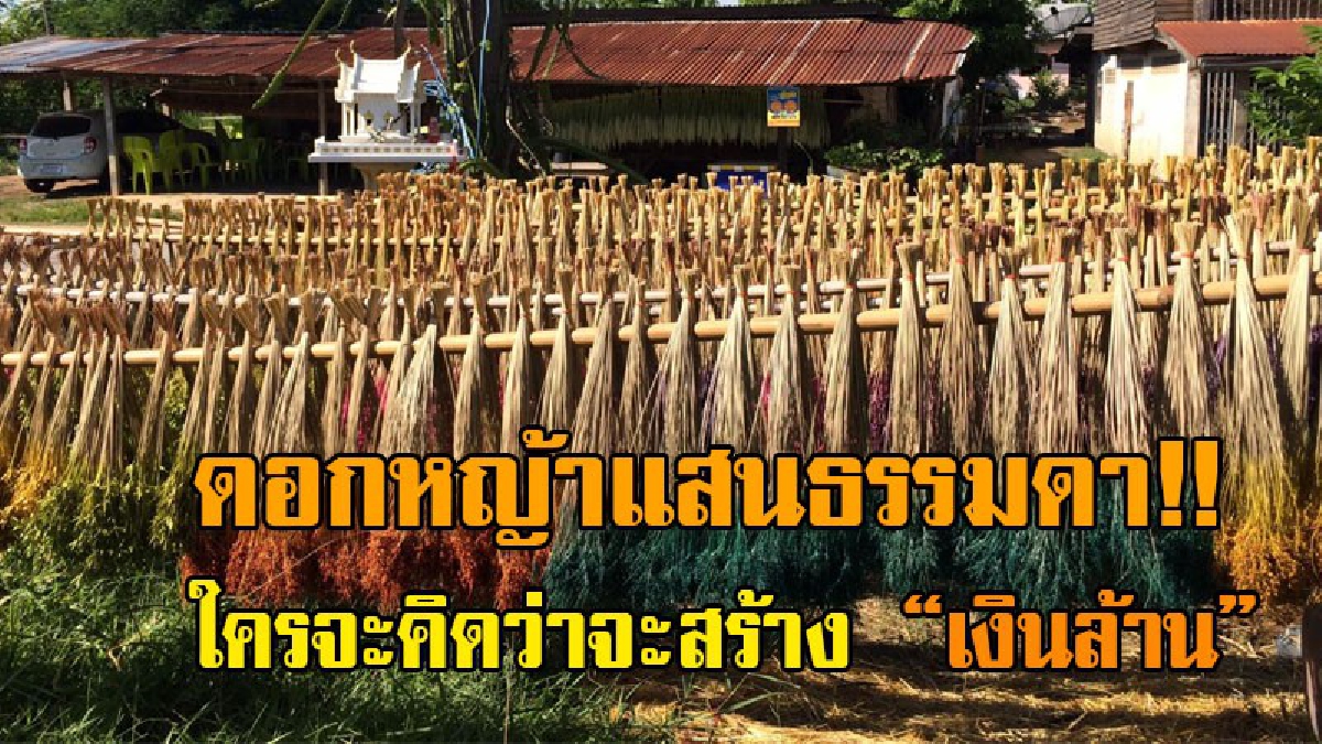 ดอกหญ้าริมทางดูแสนจะไร้ค่า...แต่ราคาเงินล้าน!? จากภูมิปัญญาชาวบ้าน จนกลายเป็นสินค้า "โกอินเตอร์" สร้างรายได้ถึง 7 หลัก!?