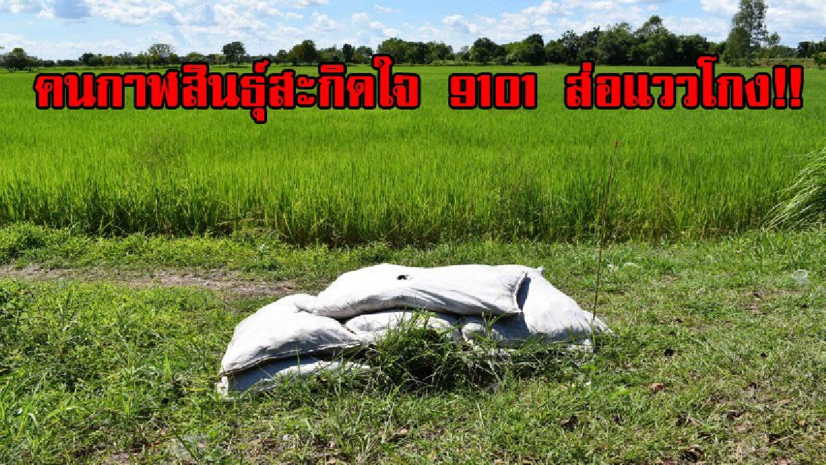 กลิ่นโกงมันโชยมา!? คนกาฬสินธุ์เรียกร้องให้เข้าตรวจสอบโครงการ 9101 ชนิดปูพรมชี้โครงการส่อเอื้อประโยชน์นายทุน โดยเฉพาะที่ตำบลหนองตอกแป้น!?