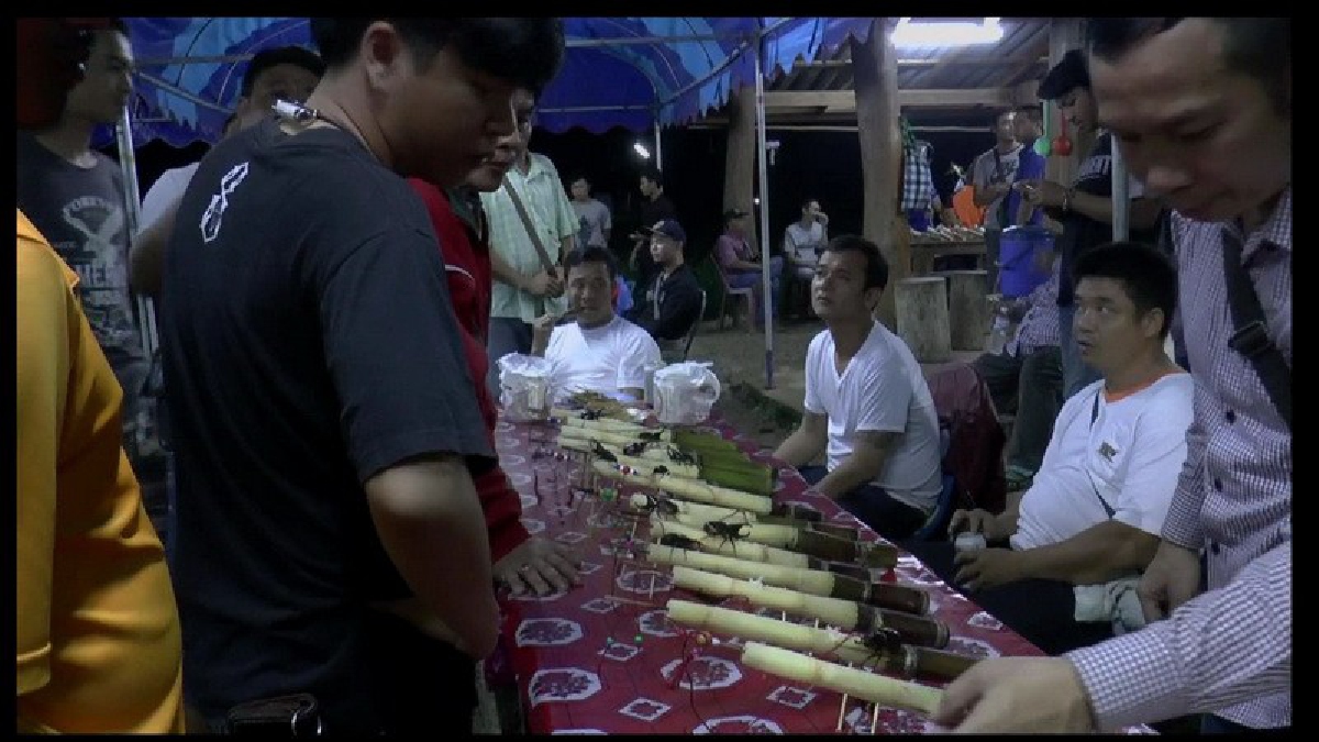 ประเพณีชนกว่าง100 ปี!? ประเพณีชนกว่างภาคเหนือหาดูยาก 1 ปี มี 1 ครั้ง แชมป์ค่าตัวแพงลิ่วกว่า 10,000 บาท (ชมคลิป)