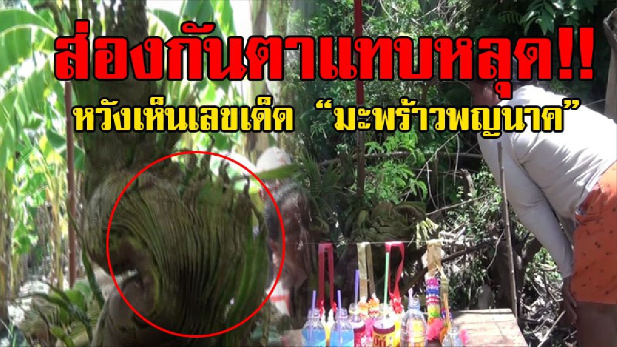 ส่องกันตาแทบหลุด!? สุดฮืิอฮาพบต้นมะพร้าวคล้ายพญานาค 3 ตัว หลังเจ้าของบ้านฝันเห็น "พ่อปู่ศรีสุทโธ - แม่ย่าปทุมมา" บอกใบให้เลขเด็ดชัดๆ!?