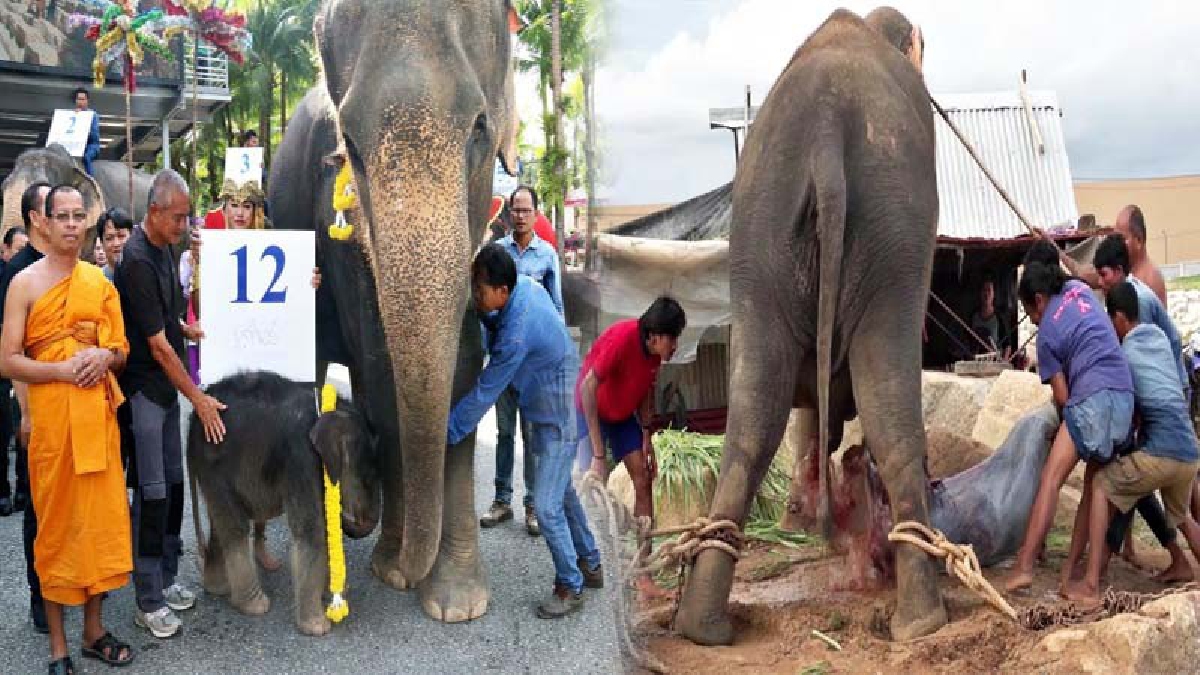 นาทีกำเนิดชีวิต..! สวนนงนุชสร้างสถิติใหม่ ปางช้างลูกดกที่สุดในโลก ตกลูกตัวที่ 12 ในรอบปี พร้อมทำพิธีรับขวัญยิ่งใหญ่ (ดูคลิป)