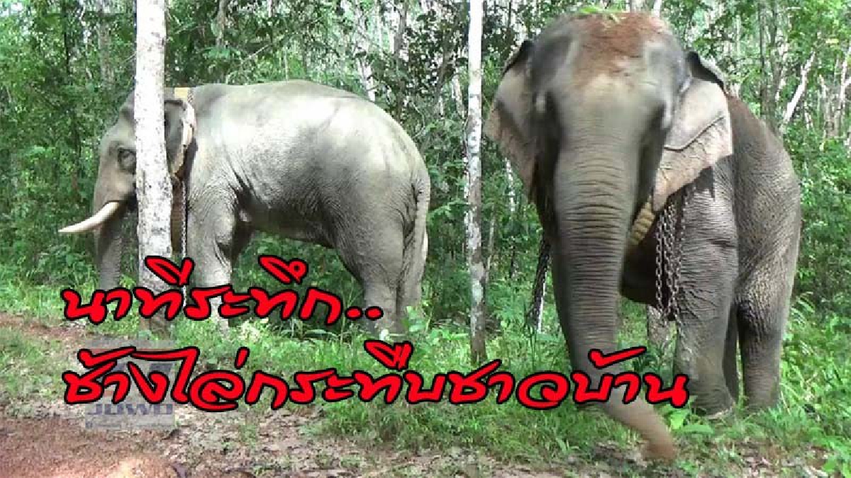 ช้างงานลากไม้ กระชากโซ่หลุด ไล่กระทืบสองสามีภรรยาชาวสวนยางสาหัส (ดูคลิป)