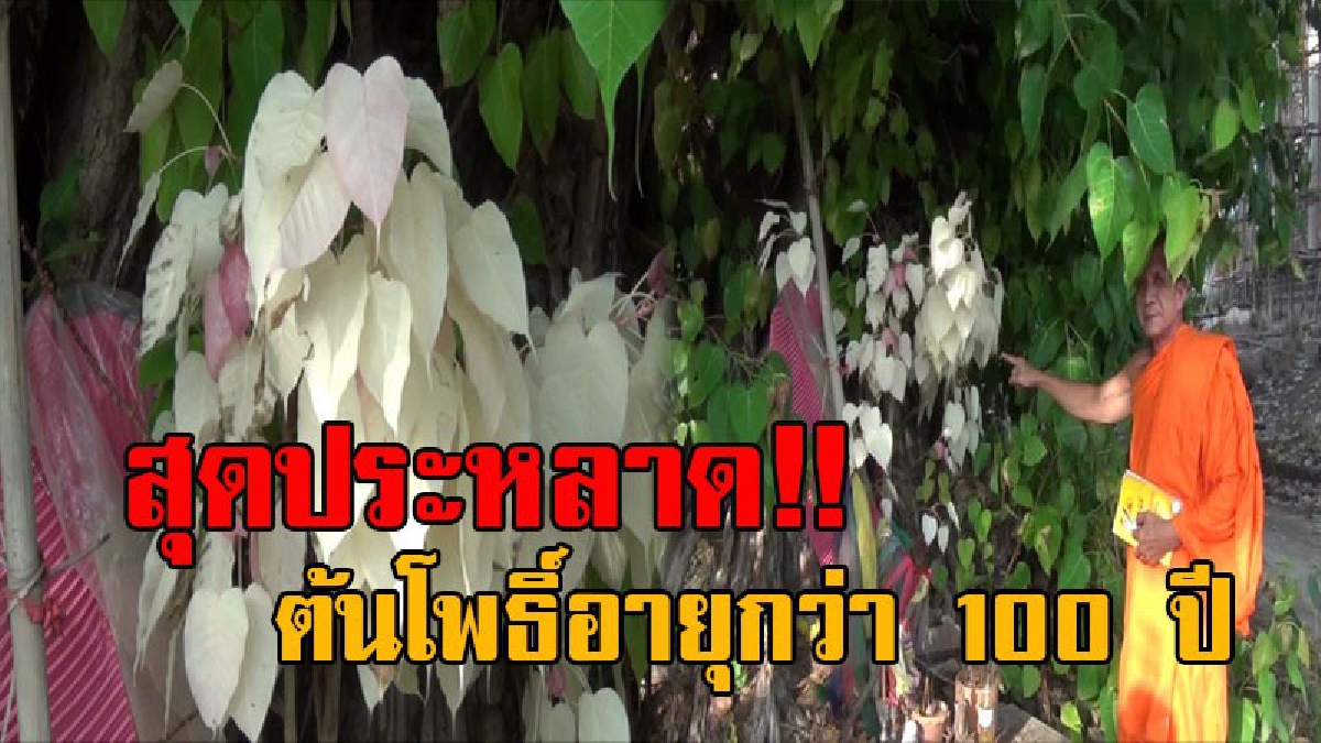 ถูกหวยรวยนับล้านมาแล้ว!! สุดอัศจรรย์ ต้นโพธิ์ใหญ่อายุกว่า 100 ปี แตกกอมีใบสีประหลาด ชาวบ้านแห่กราบไหว้ เชื่อเป็นสิริมงคลให้โชคลาภ..? (คลิป)