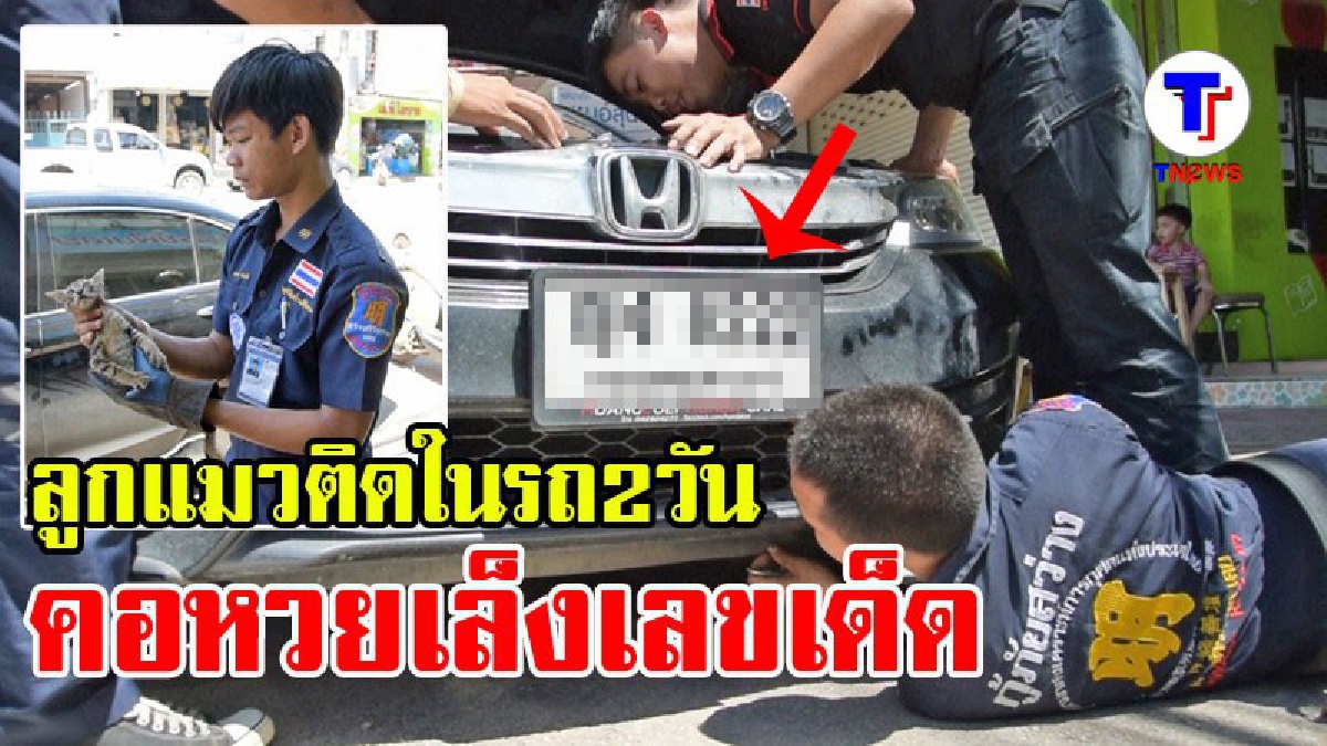 แมวน้อยมาให้โชค!? คอหวยเล็งเลขเด็ด จากป้ายทะเบียน หลังมีลูกแมวติดอยู่หน้ารถเก๋ง นาน 2 วัน ก่อนจนท.กู้ภัยช่วยออกมา ได้อย่างปลอดภัย (มีคลิป)