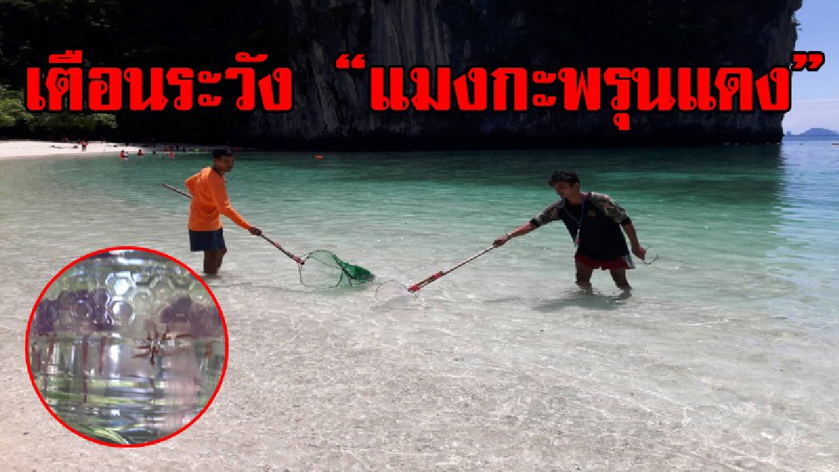 จงฟังคำเตือน!! โผล่เต็มทะเล "เกาะห้อง" พบแมงกะพรุนแดง ตัวเล็กจิ๋วแต่พิษร้ายคล้ายโดนน้ำร้อนลวก เตือนระวัง นทท.!?