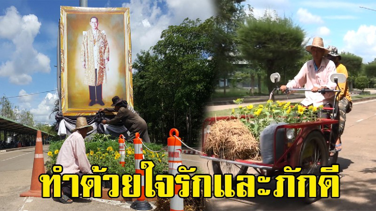 ทำด้วยใจรักและภักดี “ลุงเข่ง-ลุงขอน” 2 คนงาน ม.อุบลฯ ปลูกดาวเรือง-ทานตะวัน ถวายพ่อหลวง ร.9 ก่อนวันเกษียณอายุราชการ (มีคลิป)