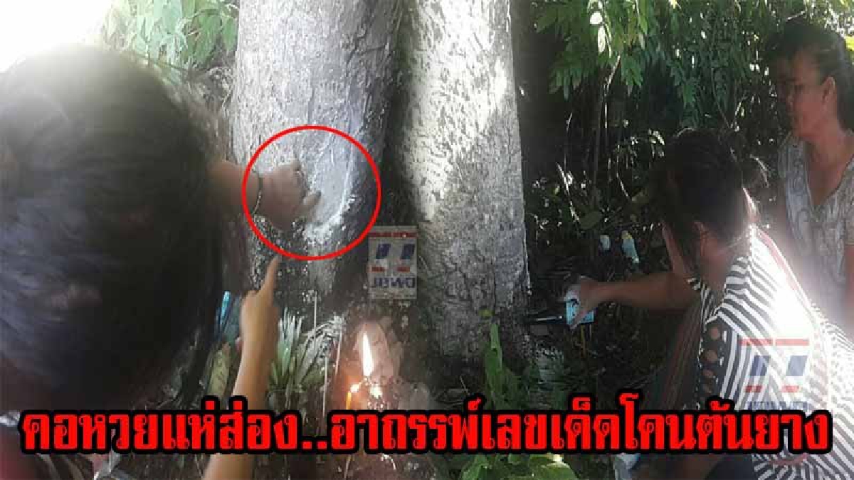 ลือลั่นอำเภอ!! คอหวยส่องกันเต็มตา..ชาวบ้านแห่ขอหวยโคนต้นยาง หลังมีคนเกิดอุบัติเหตุเสียชีวิต ลืออาถรรพ์เฮี้ยน!? ชาวบ้านขอหวยถูก 3 งวดติด