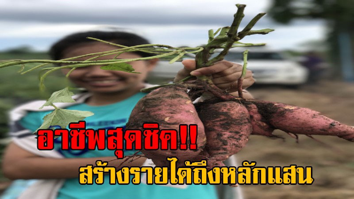 สองแสนต่อเดือน..? ว่าด้วยเรื่องมันๆ ที่ทำเงินเข้ากระเป๋าแบบมันส์ๆ!! มันหวานสายพันธุ์นอก ทางเลือกใหม่ของชาวไร่มัน (มีคลิป)