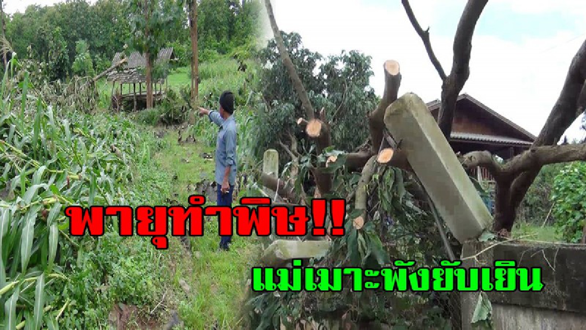 เดือดร้อนหนัก!! พายุถล่มแม่เมาะลำปาง ข้าวโพดต้นสักล้มเสียหายจำนวนมาก ต้นสักล้มทับรั้วบ้านประตูบ้านพังเสียหาย (มีคลิป)