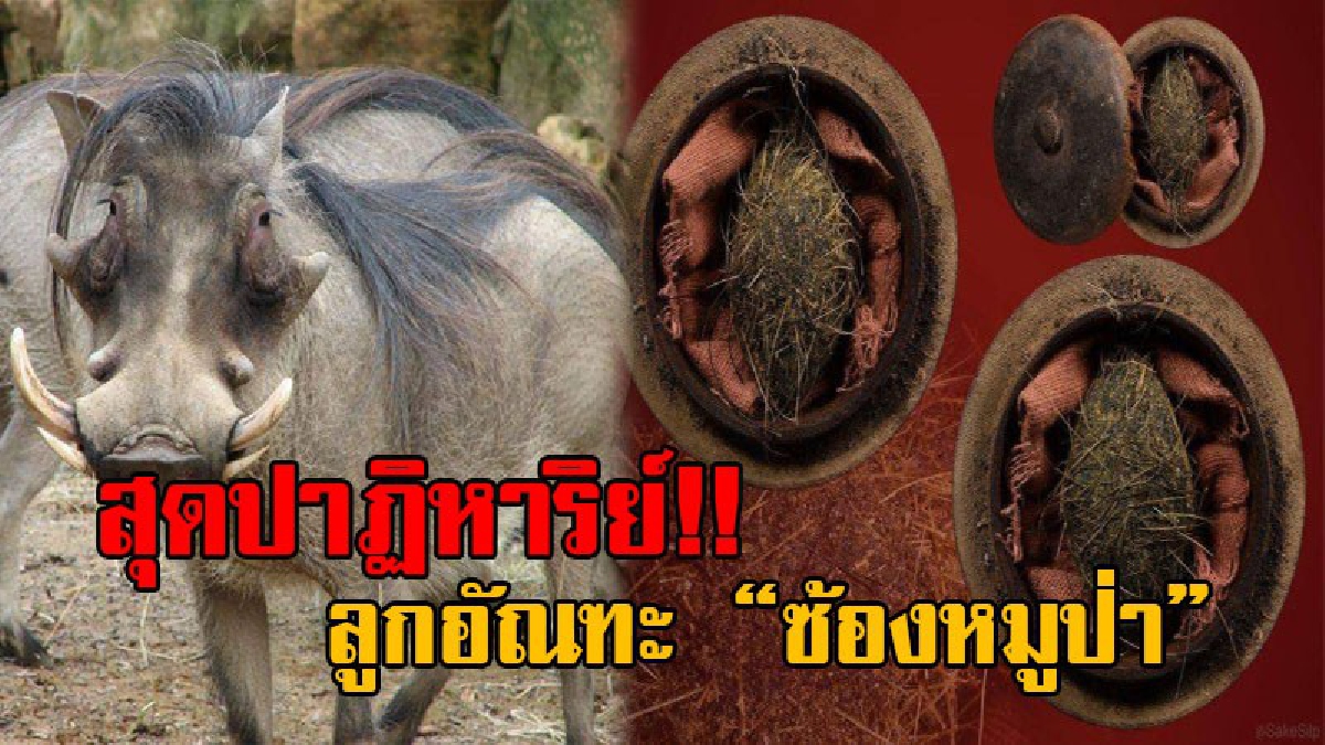 เชื่อหรือไม่!? อาถรรพ์แปลกสุดพิสดาร จากลูกอัณฑะ “ซ้องหมูป่า” นักไสยศาสตร์เชื่อว่าเป็นของขลัง มีอิทธิฤทธิ์ สามารถทำให้รอดพ้นจากสิ่งนี้..!?