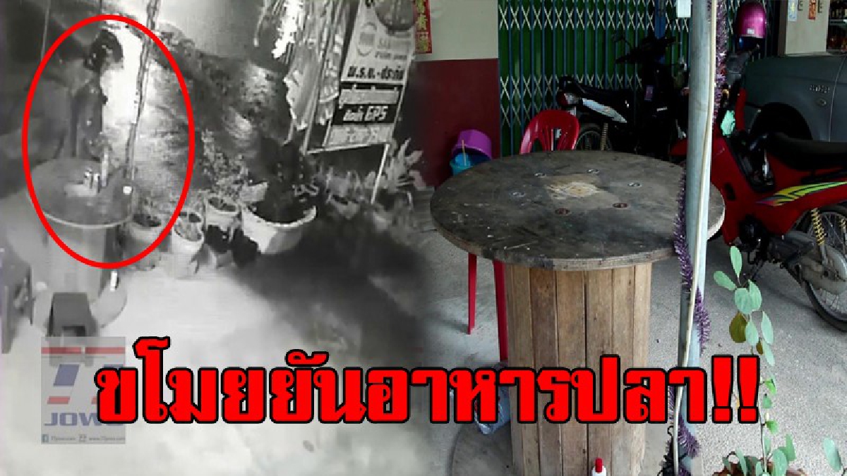 ระแวงน้ำท่วมไม่พอ...ต้องคอยระวังคนชั่วอีก!? สุดแสนเวรกรรมไอ้ขโมยสุดแสบ ทำทีหลบฝน แอบย่องขโมย "อาหารปลา" !?