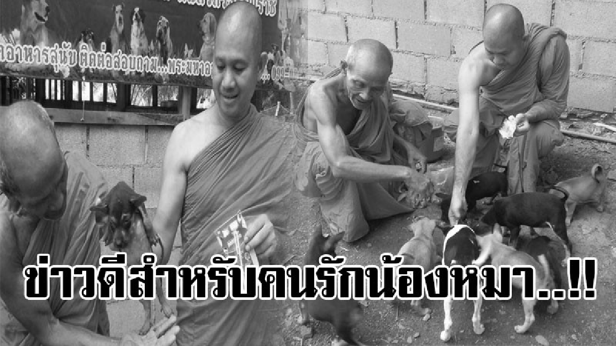 น้องหมามังสวิรัติ!! เจ้าอาวาสวัดเมืองคอนเผย &ldquo;ฟาร์มเลี้ยงเจ้าสี่ขาสวามิภักดิ์&rdquo; รับได้อีก 300 ตัวฝึกให้กินมังสวิรัติ..!? (ชมคลิป)