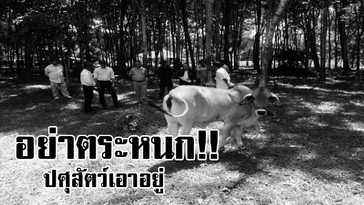 อยากแตกตื่น ปศุสัตว์จังหวัดเตรียมฉีดวัคซีนป้องกันสัตว์ทั่วพื้นที่เสี่ยง หลังเกิดโรคระบาดชนิด โรคพิษสุนัขบ้า