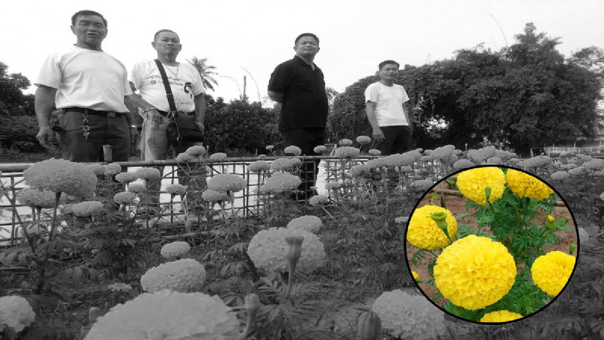 โคราช!! เร่งจัดทำความสะอาดตามหมู่บ้านปลูกดอกดาวเรืองเพื่อให้ทันกับงานพระราชพิธีถวายพระเพลิงพระบรมศพในหลวงรัชกาลที่9(ชมคลิป)