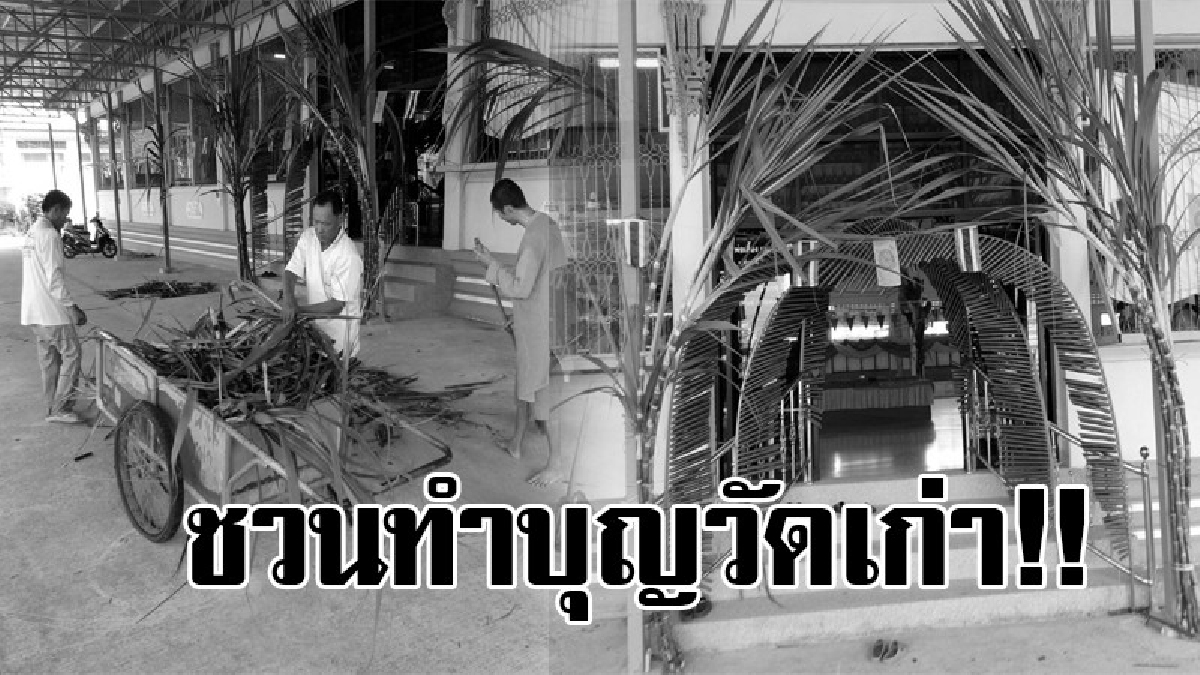 ชวนทำบุญวัดเก่า!! เมืองพิมายเร่งตกแต่งวัดเตรียมจัดงานประเพณีออกพรรษาสืบสานประเพณีเก่าแก่กว่า200ปี (ชมคลิป )