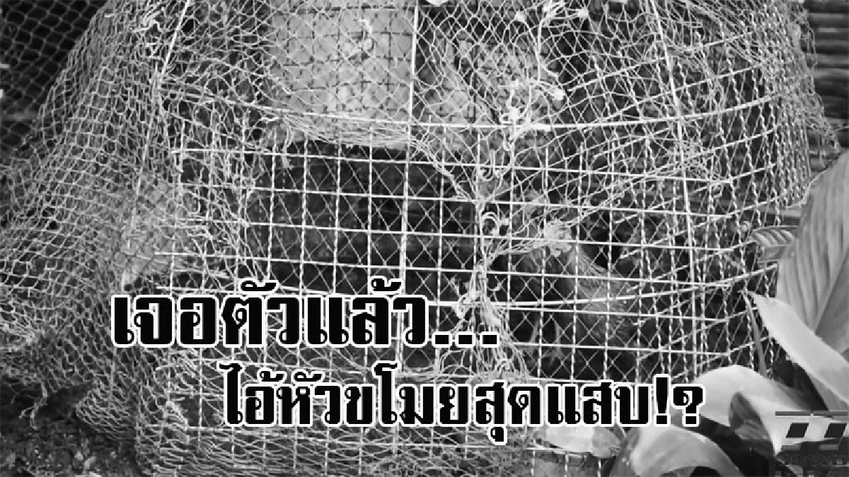 ใครขโมยไก่ข้าไป..! เจ้าของบ้าน สุดงง จู่ๆไก่ที่เลี้ยงหายไป วันหนึ่งได้ยินเสียงไก่ร้อง รีบวิ่งมาดูพร้อมญาติ เจอตัวหัวขโมย ไอ้นี่มันร้ายจริงๆ?