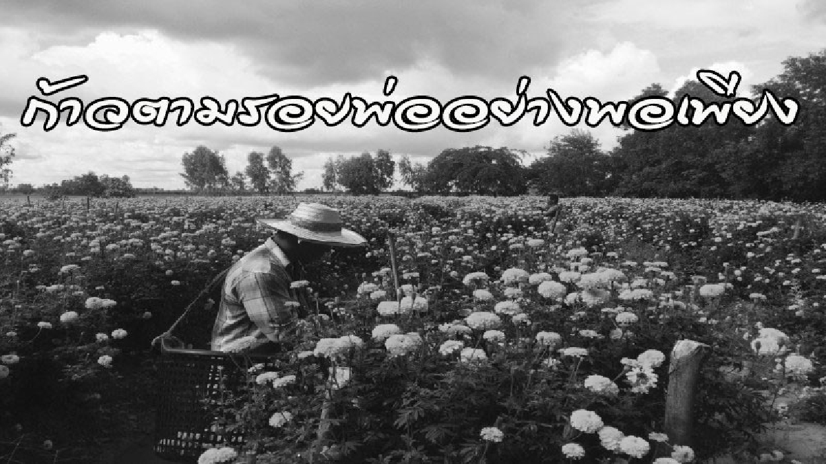 ขยันทำกินไม่มีอดตาย..! สร้างอาชีพเสริม..ปลูกดาวเรืองเพียง 2 ไร่ ตัดดอกขาย รายได้เพิ่มเดือนละกว่า 40,000 บาท (ดูคลิป)