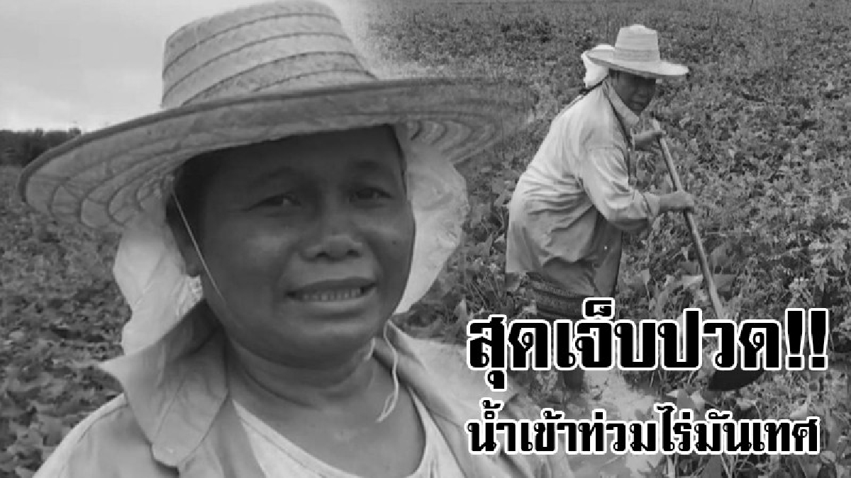 เงินแสนจมไปกับน้ำ!? สุดช้ำหัวใจ ฝนกระหน่ำตกทั้งคืน ทำให้น้ำไหลเข้าท่วมไร่มันเทศ พยายามยื้อสุดชีวิต เร่งระบายน้ำออก..!!
