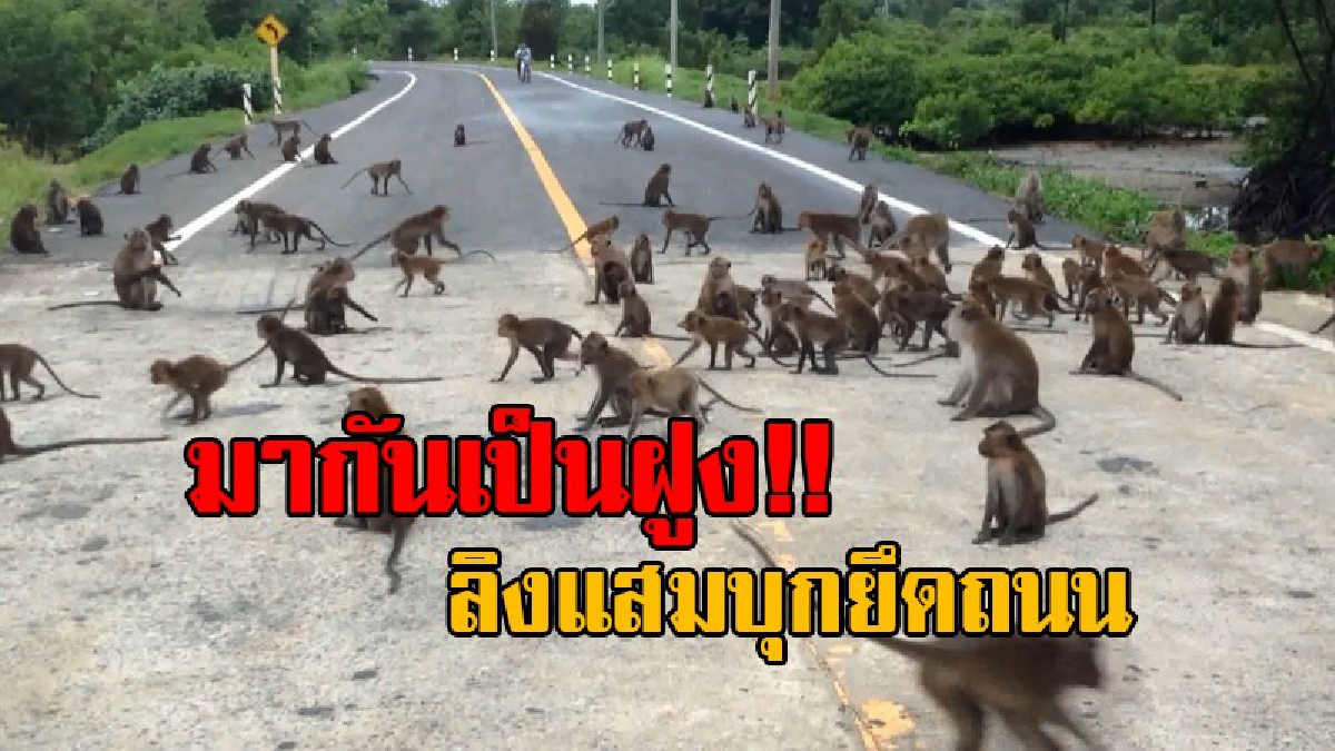 แม่เจ้าโว้ย..มาจากไหนเยอะแยะ !? ฝูงลิงแสมนับ 100 ตัว บุกยึดถนน แย่งอาหารนทท. สร้างความเดือดร้อน วอนจนท.ช่วยควบคุมปริมาณโดยด่วย..!!