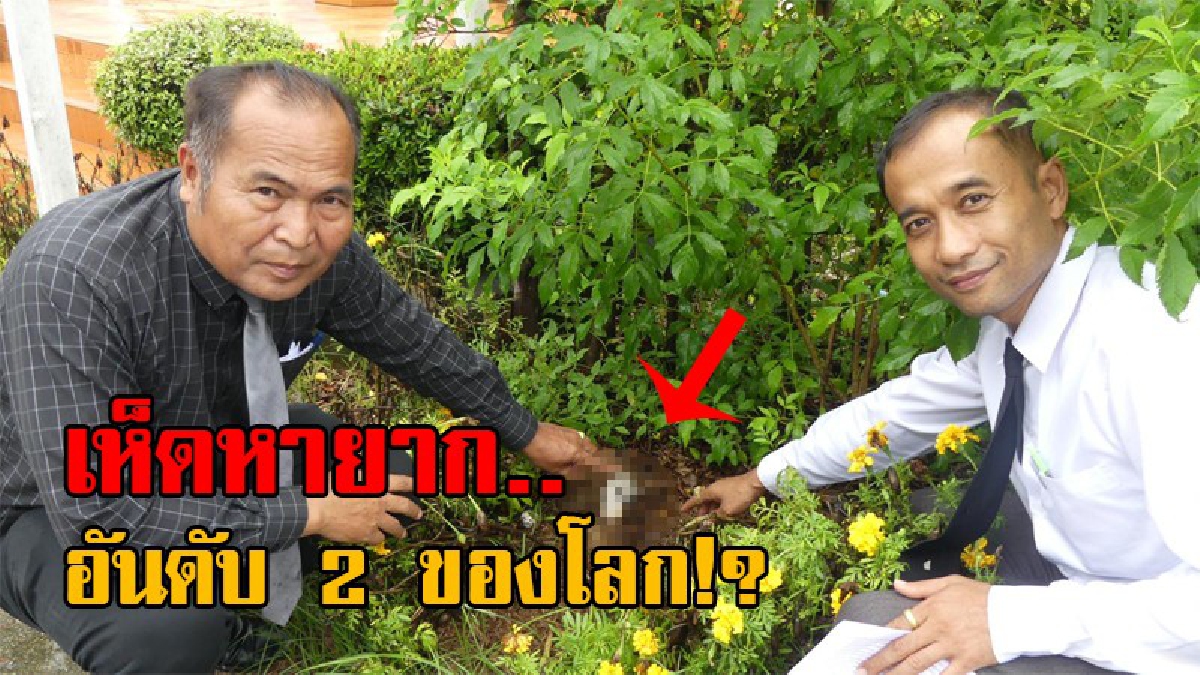 ตะลึงกันทั้งบาง!! เกษตรจังหวัด พบเห็ดประหลาด โผล่กลางแปลงต้นดาวเรือง ตามที่ชาวบ้านเชื่อ ว่าเป็นเห็ดหายาก อันดับ 2 ของโลก..!? (คลิป)