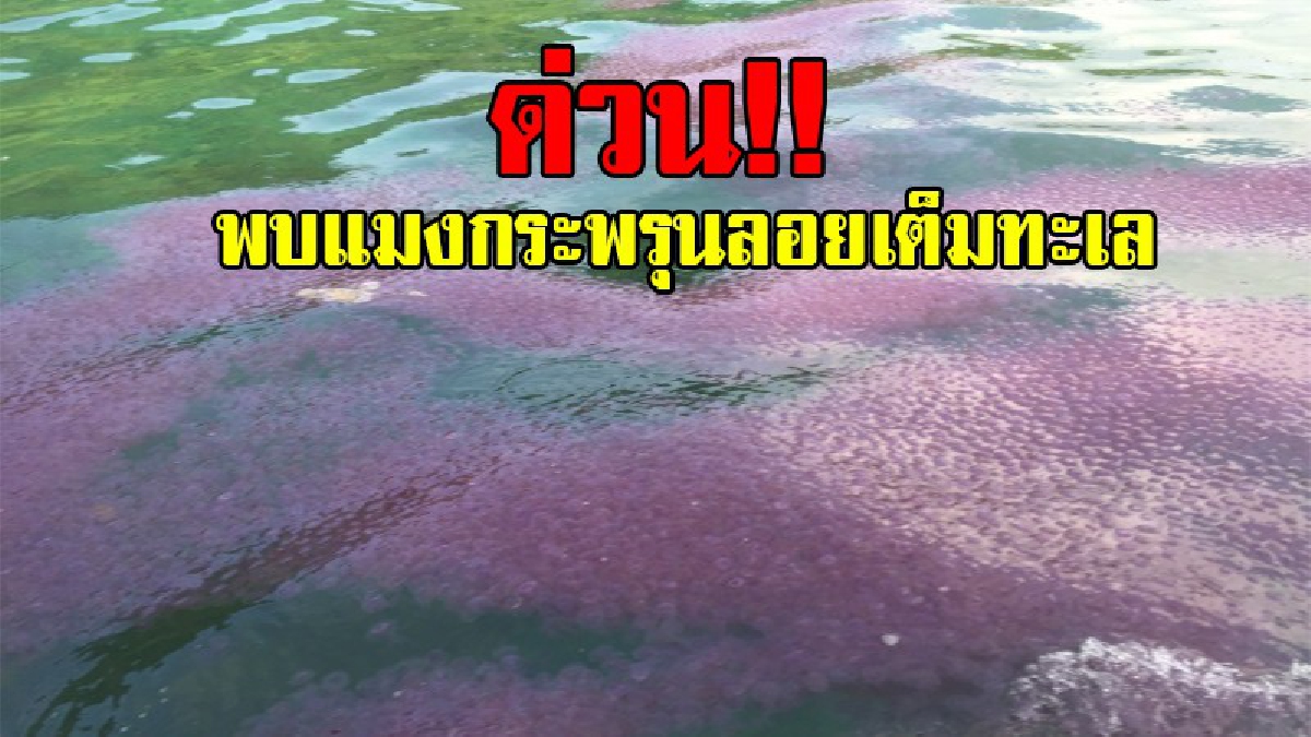 เตือนระวัง..เจอตัวอันตรายลอยมาเป็นแพ!? ทำเอาผวาตาตั้งพบ "แมงกะพรุนไฟ" โผล่ลอยเป็นแพเกลื่อนทะเล บอกเลยโดนฝูงนี้เข้าไปบาดเจ็บสาหัสแน่ๆ!?