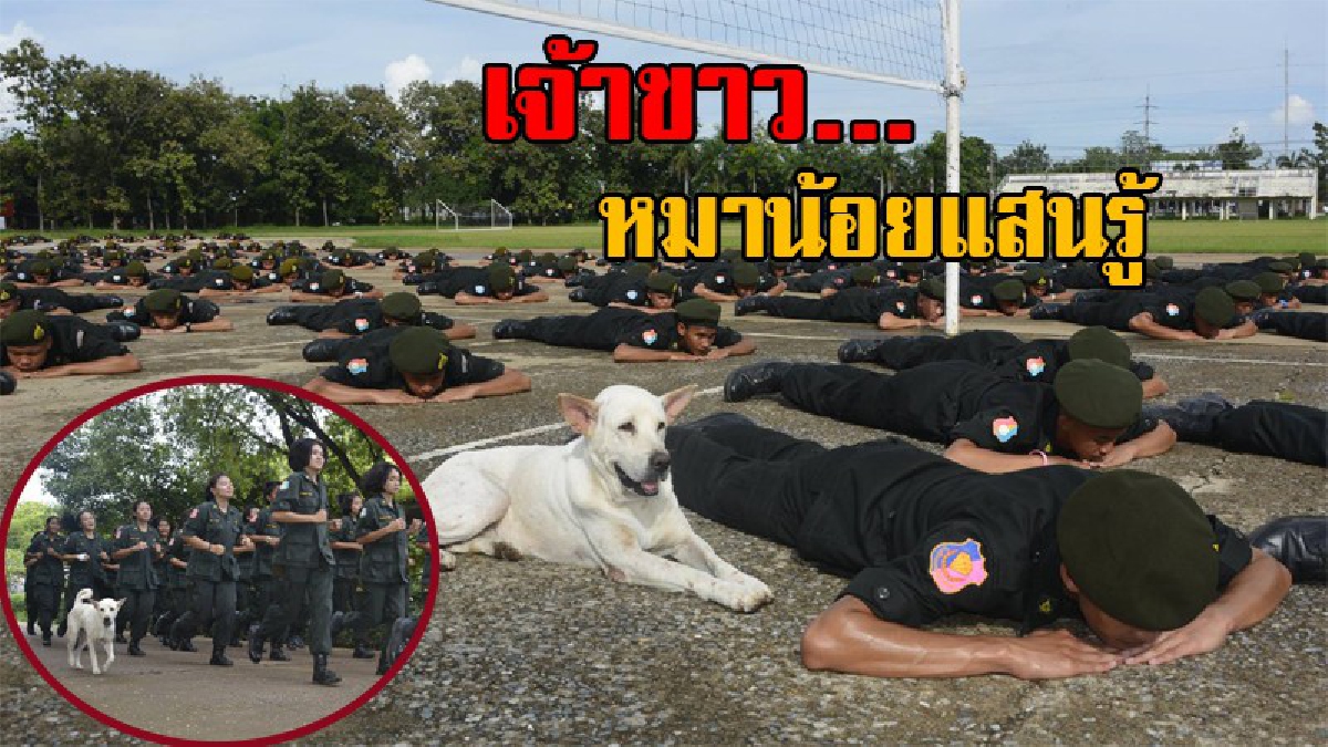 สุดฮือฮา!! เปิดภาพสุดน่ารัก "เจ้าขาว" หมาแสนรู้ชอบฝึก รด. กับนักศึกษาวิชาทหาร และมีอีกหนึ่งสิ่งที่มันชอบทำเป็นประจำ บอกเลยพีคสุดๆ..!? (คลิป)
