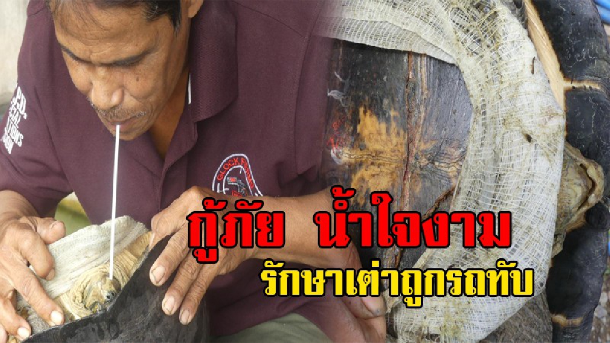 สุดยอดหัวใจ!!หนุ่มกู้ภัย ทุ่มสุดชีวิตรักษา "เต่าดำ" หลังถูกกระบะเหยียบ ให้ยาทางหลอดรักษาจนรอด