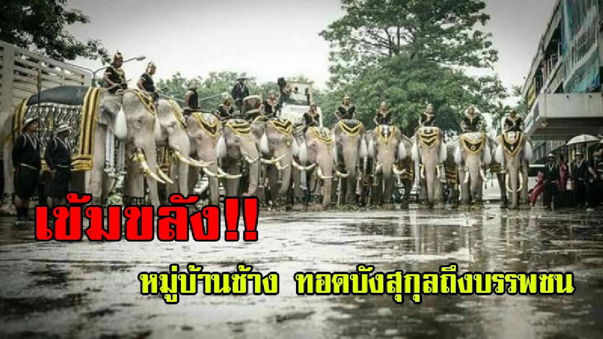 เข้มขลัง!!หมู่บ้านช้างแหล่งท่าลาด ทอดบังสุกุลหาบรรพชน เพื่อน้อมรำลึกถึงพระคุณบรรพชนคนเลี้ยงช้างที่ล่วงลับไปแล้ว