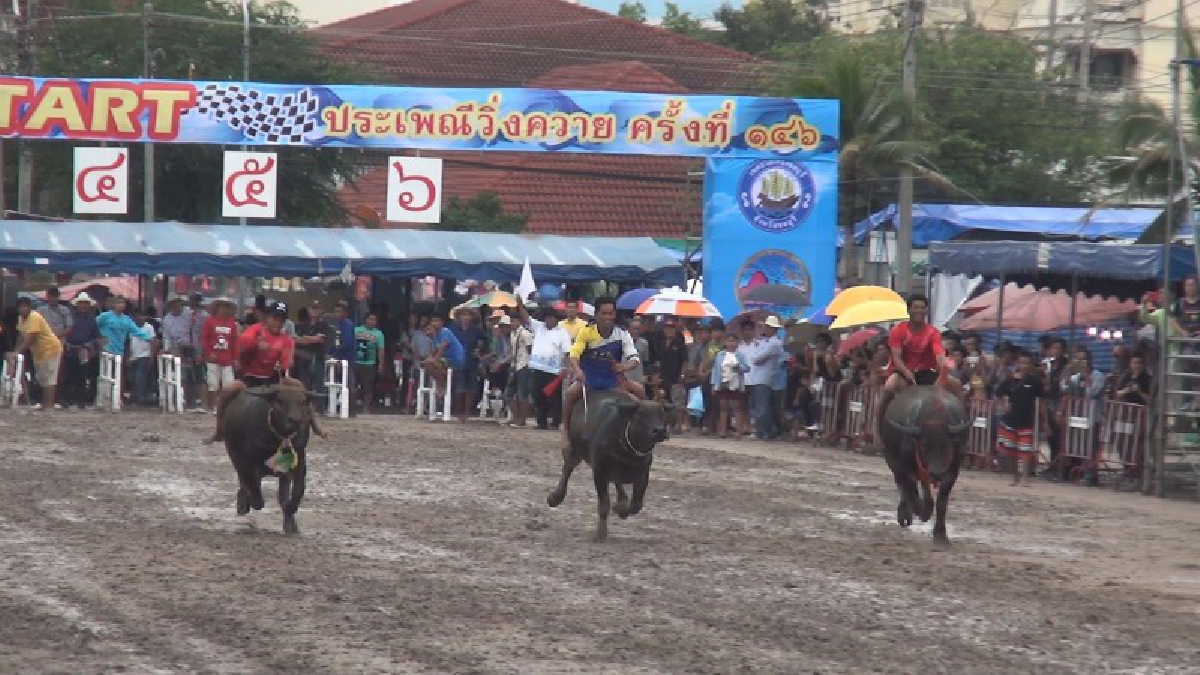 หนึ่งเดียวในไทย หนึ่งเดี่ยวในโลก!! จังหวัดชลบุรีร่วมเปิดงานประเพณี วิ่งควายครั้งที่ 146 อย่างยิ่งใหญ่อลังการสมการรอคอย..!!