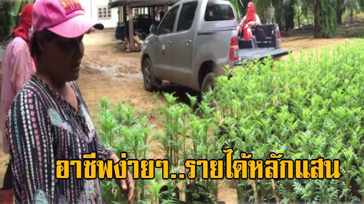 ดาวเรืองเงินแสน!! สาวใหญ่ภรรยาหัวหน้าหน่วย ธ.ก.ส.นาบอน เมืองคอน-เพาะดอกดาวเรืองขายหารายได้แสริมช่วยครอบครัว ฟันได้รายนับแสนบาท (คลิป)