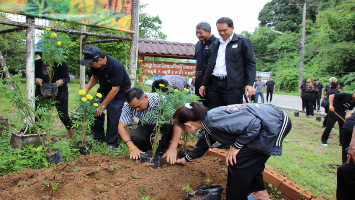 ชาวอำเภอตะกั่วทุ่ง กว่า 200 คน รวมพลังคนอาสาประชารัฐ ปลูกต้นดอกดาวเรือง 2 ข้างทาง ถวายพระบาทสมเด็จพระปรมิรทรมหาภูมิพล อดุลยเดช