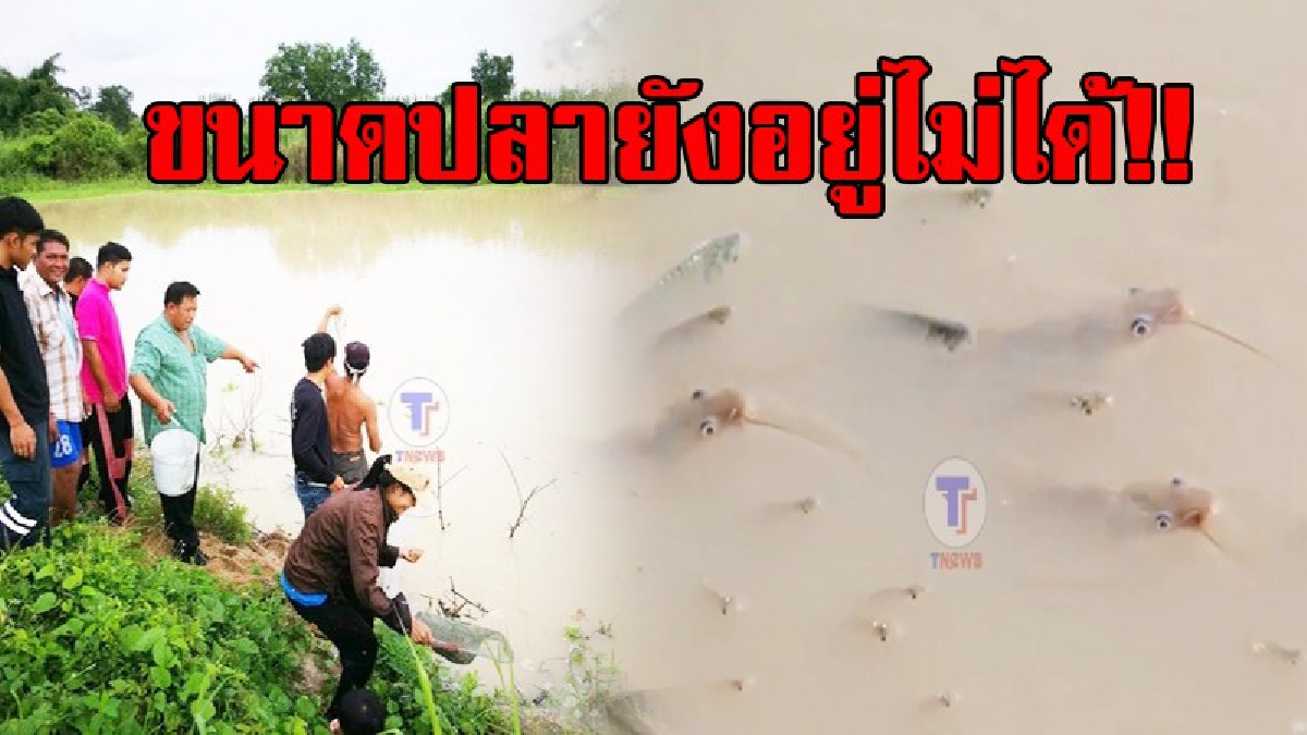 ขนาดปลายังอยู่ไม่ได้..!? ชาวบ้านสุดตื่นตระหนก พบปลาจำนวนมาก ลอยหัวเหนือน้ำ คาดโรงงานปล่อยน้ำเสียลงคลองสาธารณะ..!!