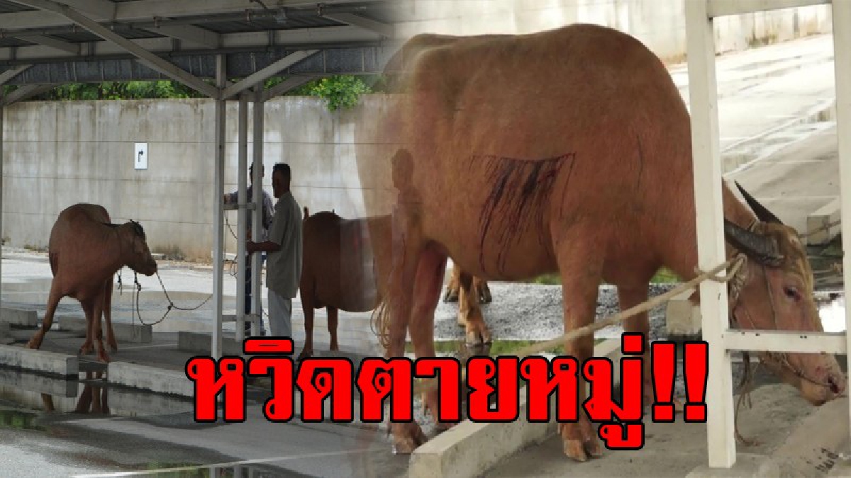 หวิดเกิดโศกนาฏกรรม!? ควายเผือกท้อง เครียด วิ่งไล่ทำร้ายคน เลือดสาด เจ็บหนักระนาว เจ้าของควายเครียด ไม่รู้จะหาเงินที่ไหนไปชดใช้..!?