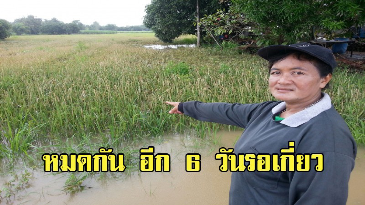 น้ำตาแทบเป็นสายเลือด!!ชาวนาทุกข์หนัก ข้าวรอวันเกี่ยว เจอฝนตกหนักข้ามคืน น้ำเอ่อเข้าท่วมแช่ขัง เสียหายแทบหมดตัว