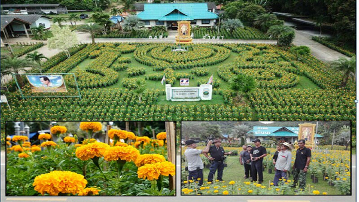 #บานสะพรั่ง ..! ชาวบ้านในอบต.บ้านนาร่วมปลูกดาวเรือง 19,999 ต้น บานเหลืองสะพรั่ง ชาวเน็ตแห่เก็บภาพประทับใจกันคึกคัก (ดูคลิป)