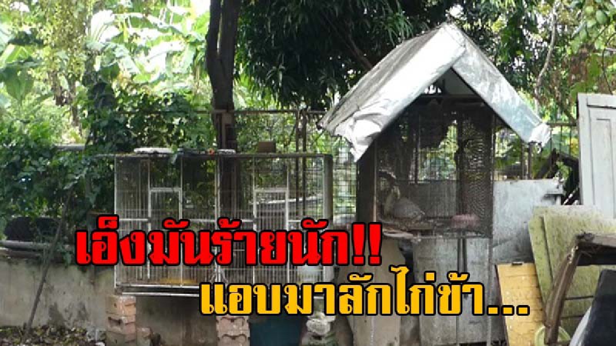 อดีตผู้ใหญ่บ้าน..เพาะเลี้ยงพ่อพันธุ์ไก่ดำ จู่ๆกลับหายไปโดยไร้สาเหตุ เช้าวันหนึ่งได้ยินเสียงไก่ร้อง เลยออกมาดู เจอเข้าจังๆ ไอ้หัวขโมยตัวแสบ!?