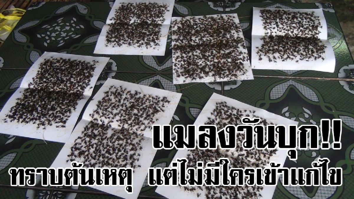 มาฟังชัดๆทำไมแมลงวันถึงมาเป็นโขยง..!? ชี้ชัดพบต้นเหตุที่ทำแมลงวันนับหมื่นตัวบุก ชาวบ้านเผยเข้าร้องเรียนมาถึง 5 ครั้ง แต่ไม่เป็นผล..!?