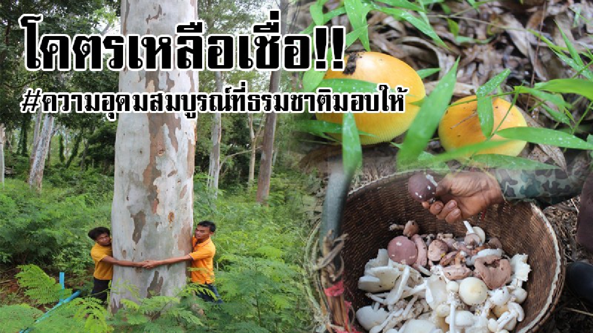 โคตรน่าเหลือเชื่อ!! ผืนป่ายูคายักษ์ 2 คนโอบ จากพื้นที่เสื่อมโทรมกลับกลายมาเป็นแหล่งอาหารสุดอุดมสมบูรณ์ (ชมคลิป)