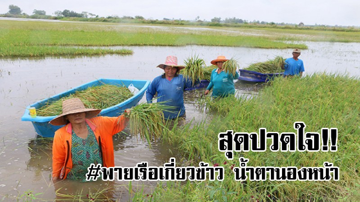 น้ำท่วมนา..น้ำตานองแก้ม? !น้ำเหนือไหลบ่าท่วมนาข้าว สุดระทม ต้องพายเรือเกี่ยวข้าว ผลผลิตเสียหายยับ น้ำตาไหลรินหนี้สินพอกพูน..!!
