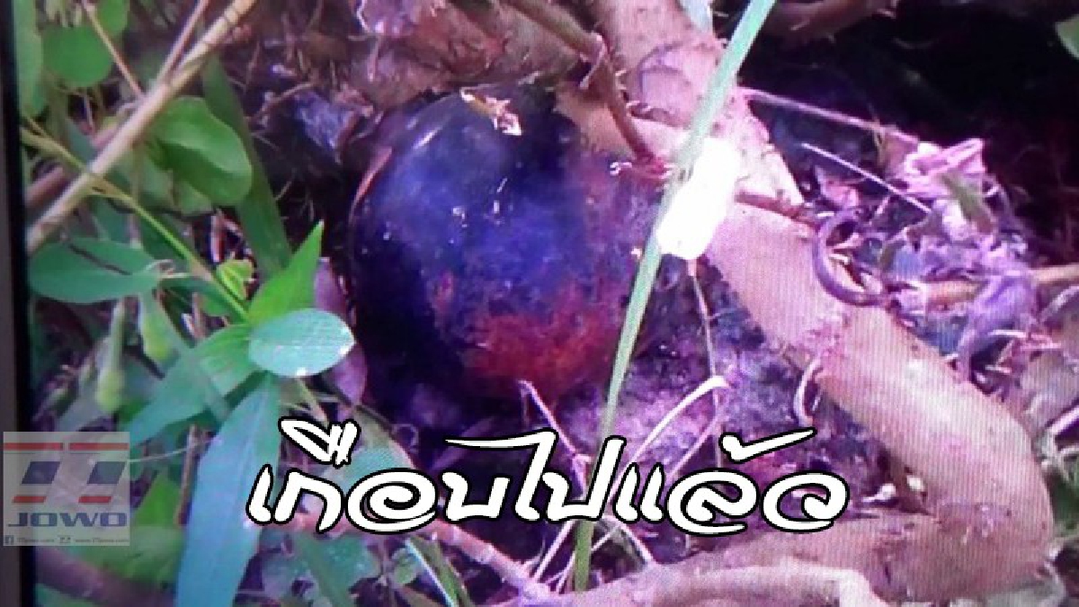 #ใจไปอยู่ตาตุ๋ม ..! ตัดต้นไม้หน้าบ้าน เจอเปลือกมังคุด เอื้อมมือจะหยิบทิ้ง แต่ต้องชะงัก..งานนี้เกือบตาย (ดูคลิป)
