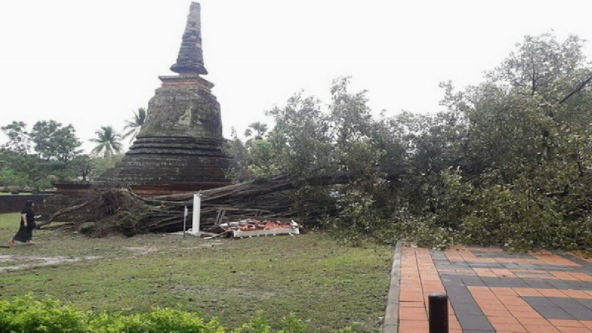 #แสนเสียดาย ..! ต้นไม้เก่าแก่วัดตระกวนอุทยานฯเมืองเก่าสุโขทัย โดนฝนกระหน่ำจนโค่นล้มทับป้ายวัด พังเหลือแต่ซาก จนท.เร่งกู้ฟื้นคืนด่วน!?