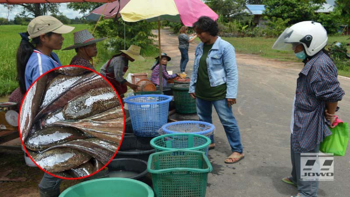 ชาวบ้าน อ.ลำดวนผุดอาชีพเสริม!! แห่จับปลานา ขายริมทางสร้างรายได้ ช่วยครอบครัวอีกทาง หลังจากว่างจากการทำนา (มีคลิป)